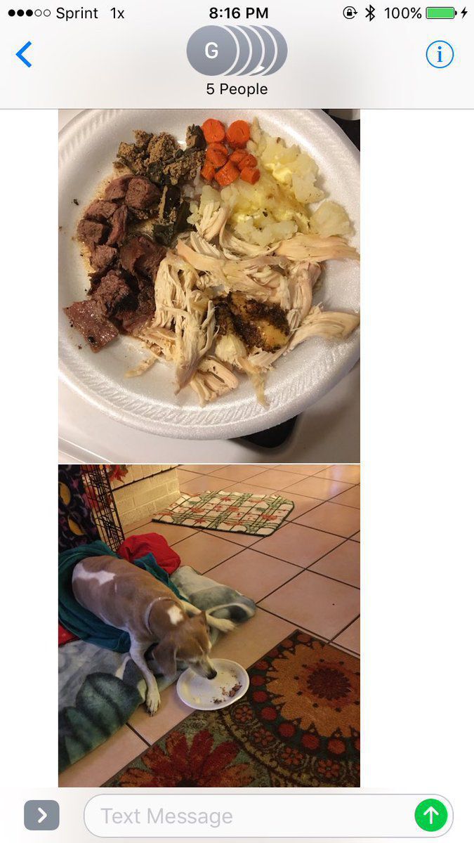 Csodás utolsó nappal ajándékozták meg a haldokló kutyust Csodás utolsó nappal ajándékozták meg a haldokló kutyust