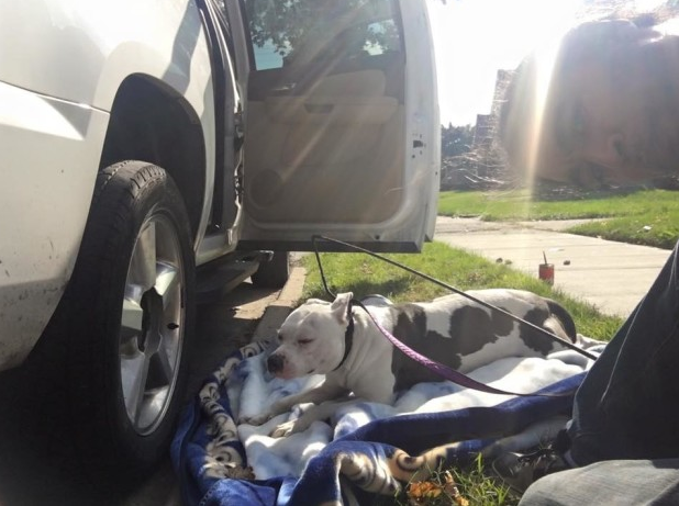 Egy hónapig várt gazdáira régi házuk előtt a hűséges kutya 