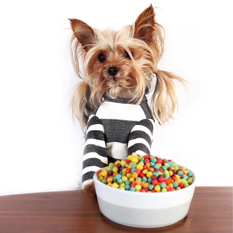 Ez a kutyus a világ legcukibb frizuramodellje - fotók