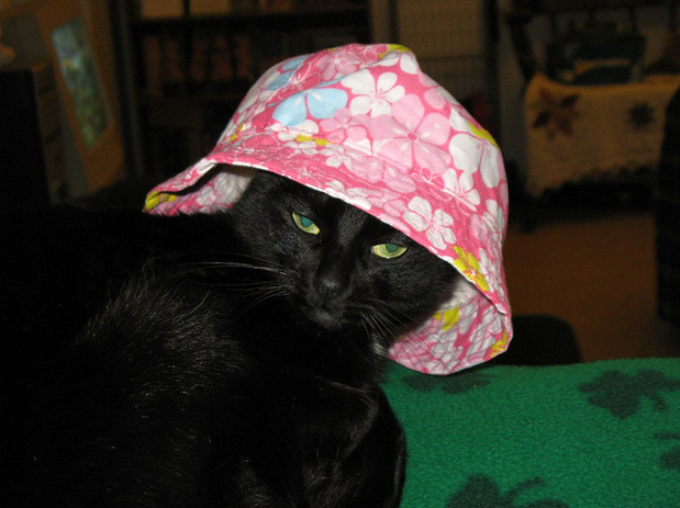 10 házikedvenc, aki mindennél jobban utálta a Halloweent