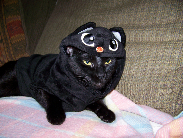 10 házikedvenc, aki mindennél jobban utálta a Halloweent