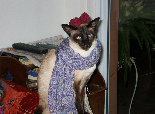 10 házikedvenc, aki mindennél jobban utálta a Halloweent