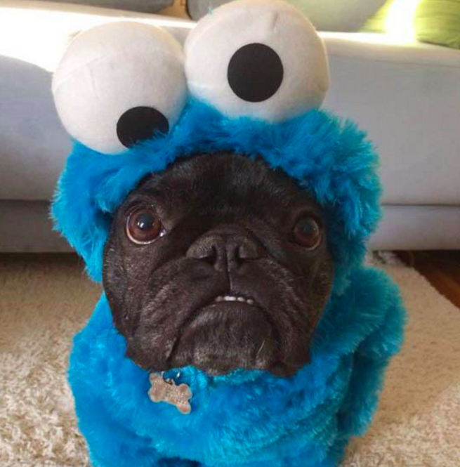 10 házikedvenc, aki mindennél jobban utálta a Halloweent