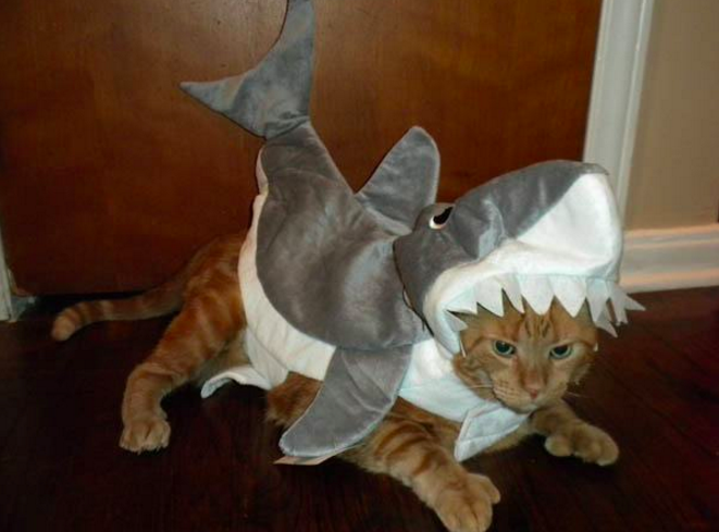 10 házikedvenc, aki mindennél jobban utálta a Halloweent