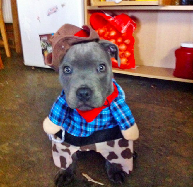 10 házikedvenc, aki mindennél jobban utálta a Halloweent