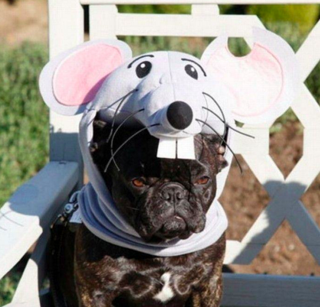 10 házikedvenc, aki mindennél jobban utálta a Halloweent