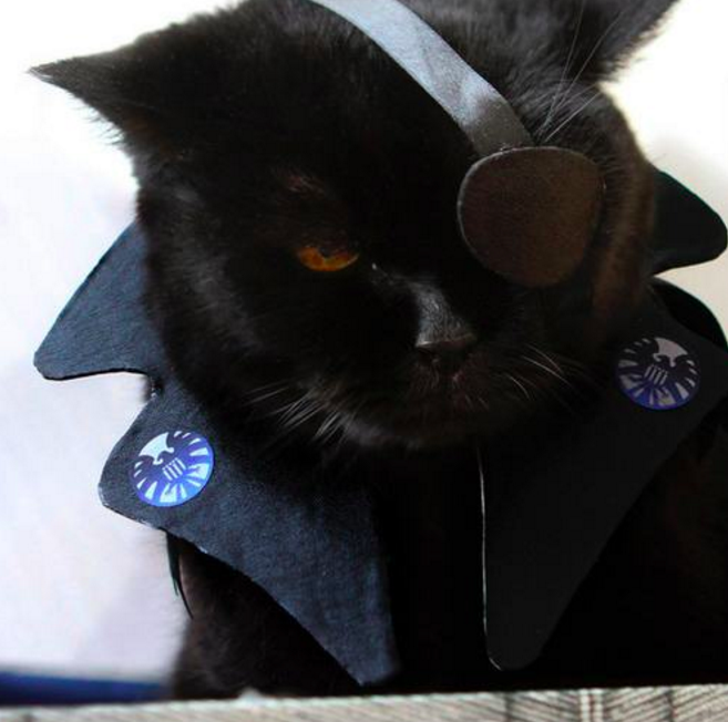 10 házikedvenc, aki mindennél jobban utálta a Halloweent