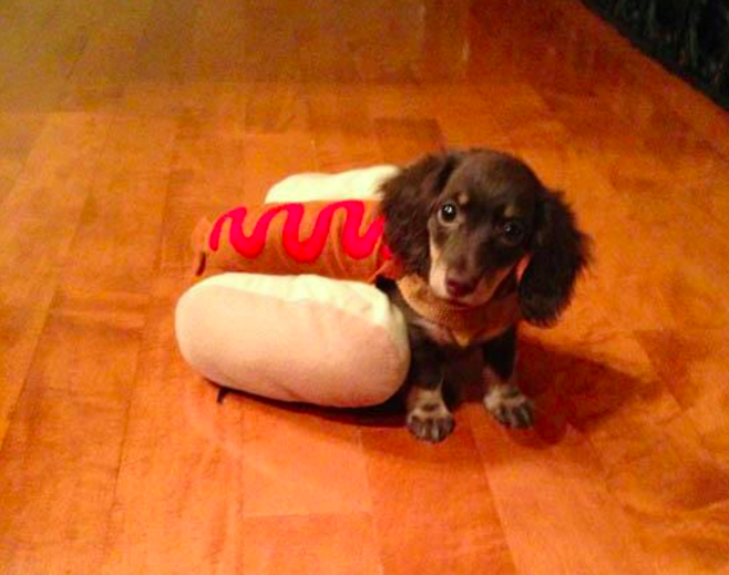 10 házikedvenc, aki mindennél jobban utálta a Halloweent