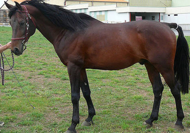 Ilyen a shagya-arab telivér - Forrás: theequinest.com