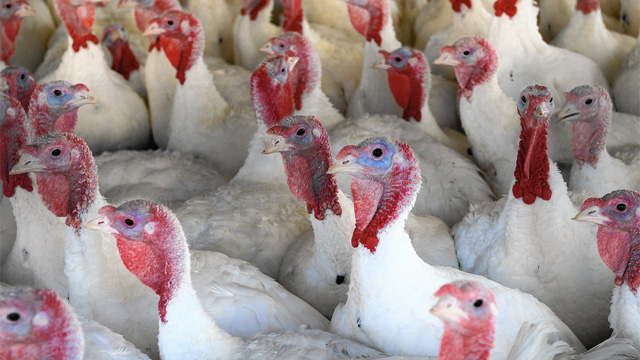 Madárinfluenza egy hazai pulykatelepen