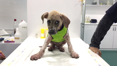 Jószívű állatmentőknek köszönheti az életét a ragasztóban megforgatott kiskutya Jószívű állatmentőknek köszönheti az életét a ragasztóban megforgatott kiskutya