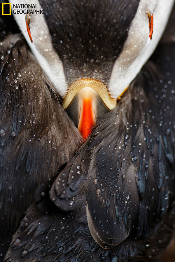 15 fantasztikus felvétel a NatGeo fotópályázatának döntős képeiből