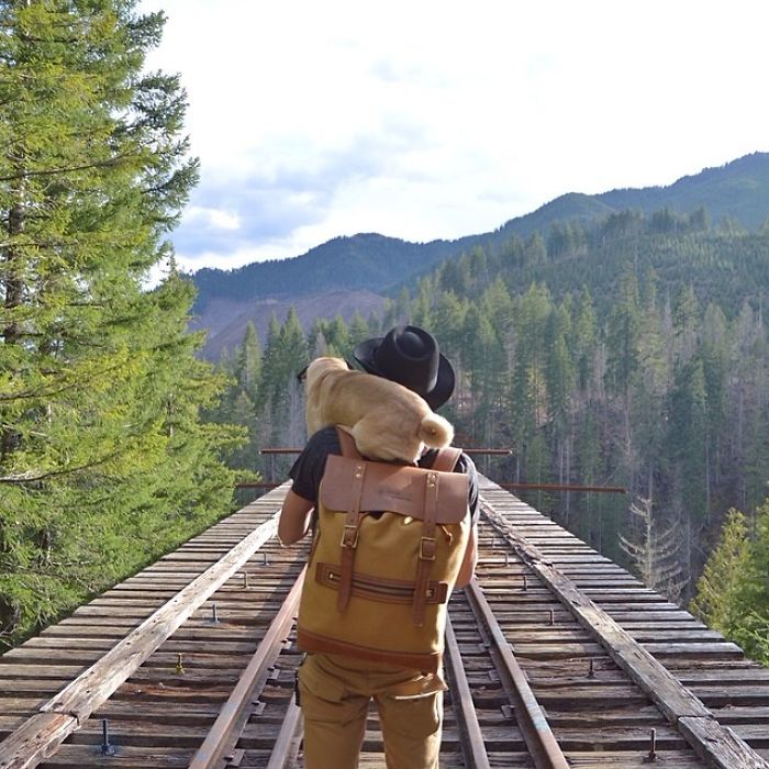 Hihetetlen kalandokba keveredik a cuki mopsz - fotók