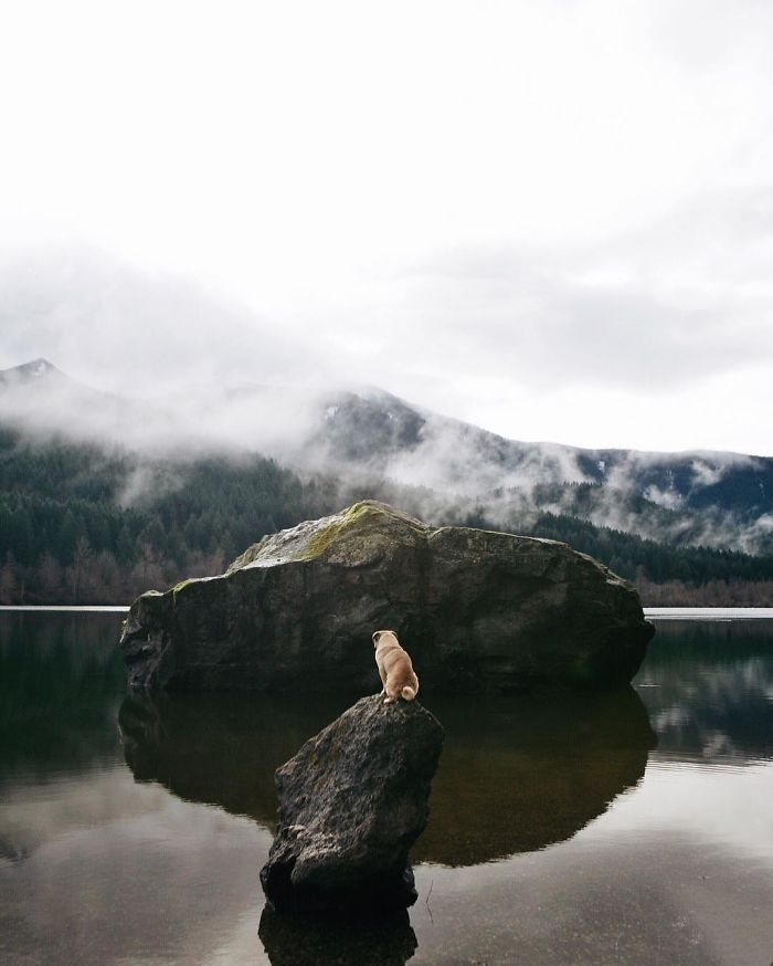 Hihetetlen kalandokba keveredik a cuki mopsz - fotók
