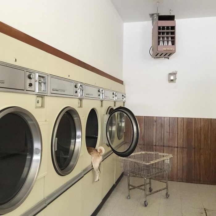 Hihetetlen kalandokba keveredik a cuki mopsz - fotók