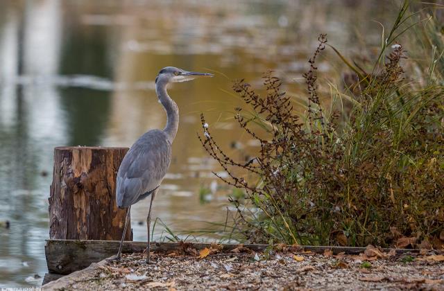 A gyönyörű szürke gémet Mészáros Zsolt kapta lencsevégre