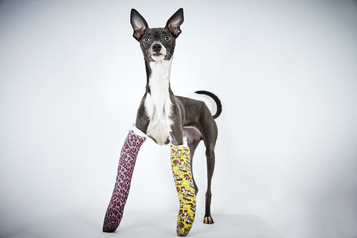 Divatfotós segít új otthonra lelni az elhagyott kutyáknak