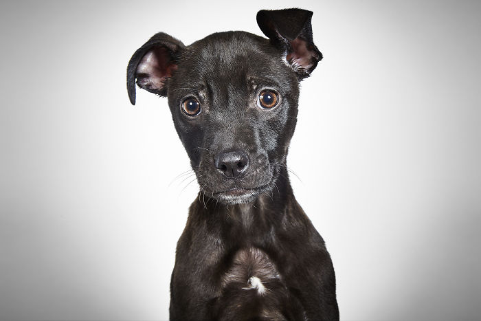 Divatfotós segít új otthonra lelni az elhagyott kutyáknak