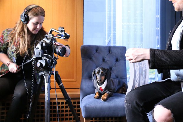 Ezek a tacskók jobban élnek, mint ahogy te valaha fogsz