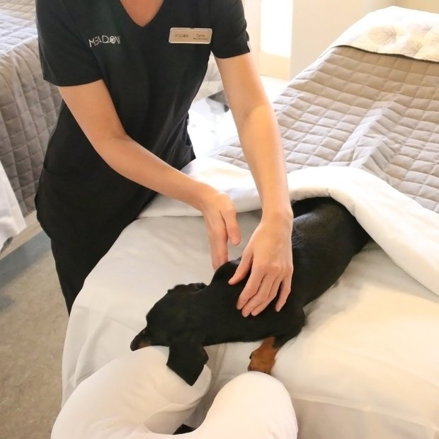 Ezek a tacskók jobban élnek, mint ahogy te valaha fogsz