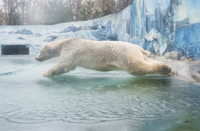Jegesmedve költözött Nyíregyházára
