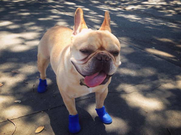 Apró kutyák még apróbb cipőkben - tüneményes fotók