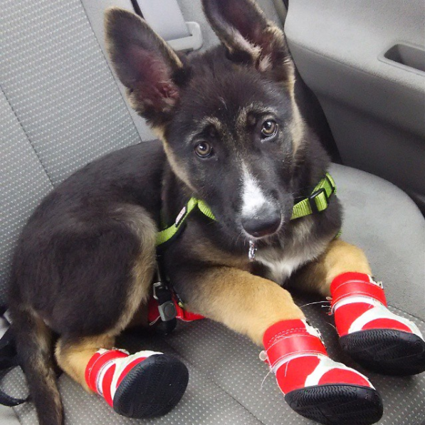 Apró kutyák még apróbb cipőkben - tüneményes fotók