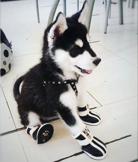 Apró kutyák még apróbb cipőkben - tüneményes fotók