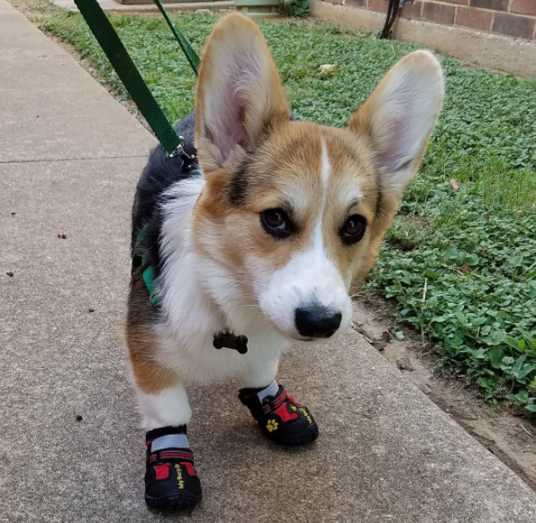 Apró kutyák még apróbb cipőkben - tüneményes fotók
