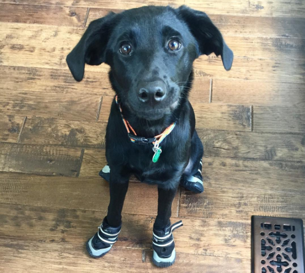 Apró kutyák még apróbb cipőkben - tüneményes fotók