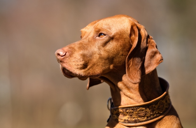 A fotó illusztráció!