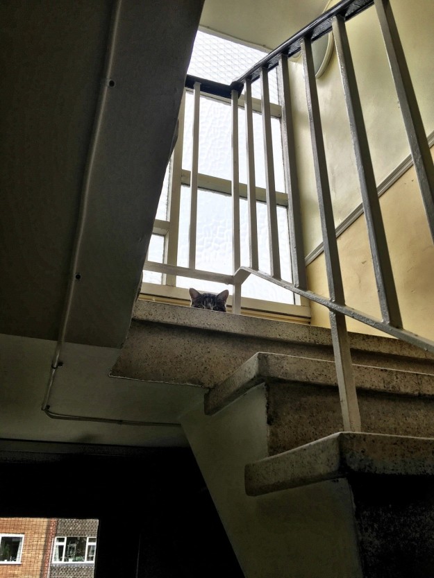 10 macska, aki olyan kiváló megfigyelő, hogy azonnal felvenné őket az FBI