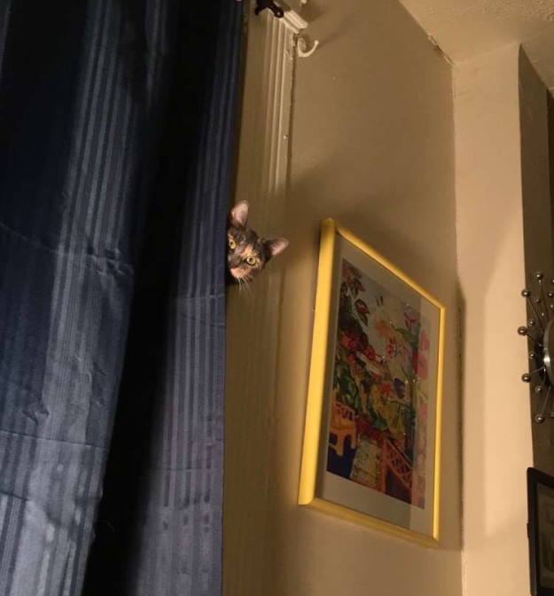 10 macska, aki olyan kiváló megfigyelő, hogy azonnal felvenné őket az FBI