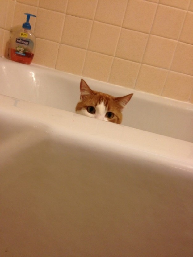 10 macska, aki olyan kiváló megfigyelő, hogy azonnal felvenné őket az FBI