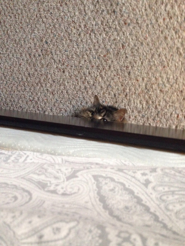 10 macska, aki olyan kiváló megfigyelő, hogy azonnal felvenné őket az FBI