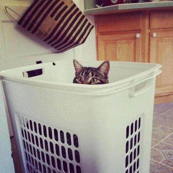 10 macska, aki olyan kiváló megfigyelő, hogy azonnal felvenné őket az FBI