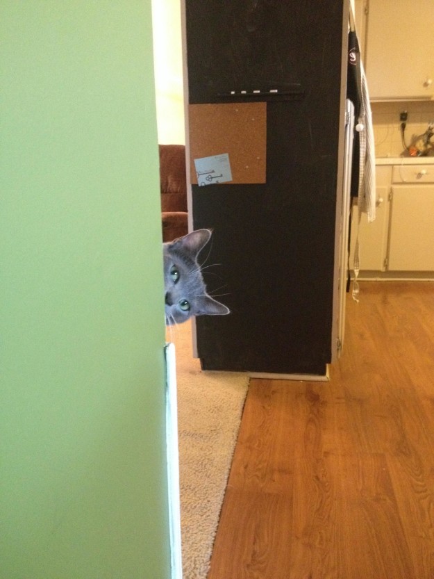 10 macska, aki olyan kiváló megfigyelő, hogy azonnal felvenné őket az FBI