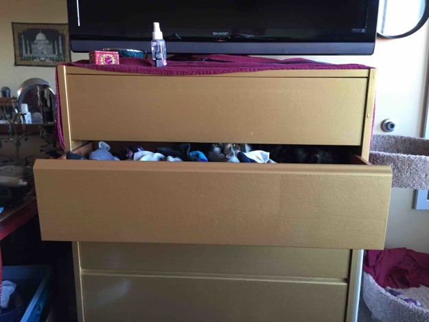 10 macska, aki olyan kiváló megfigyelő, hogy azonnal felvenné őket az FBI