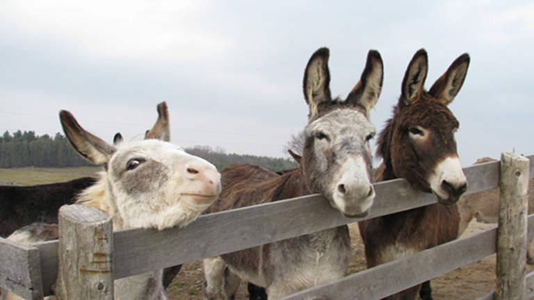 Szamársajtért őrül meg az egészségtudatos világ