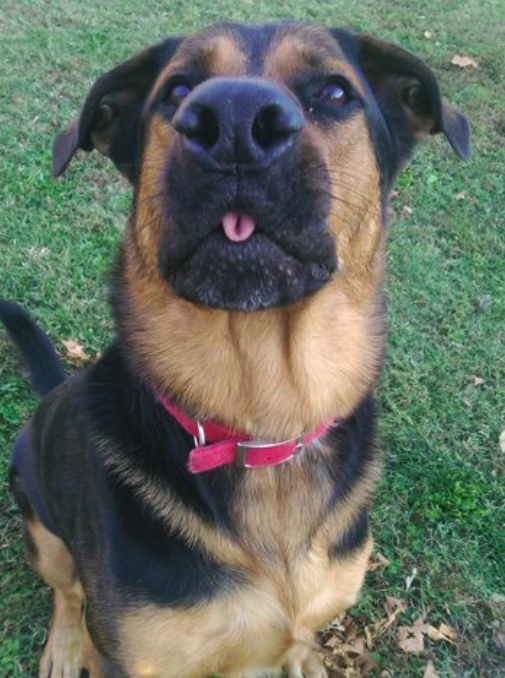 Csak 10 fantasztikus kép kutyákról Csak 10 fantasztikus kép kutyákról