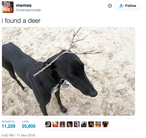 Csak 10 fantasztikus kép kutyákról Csak 10 fantasztikus kép kutyákról