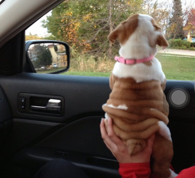 Csak 10 fantasztikus kép kutyákról Csak 10 fantasztikus kép kutyákról