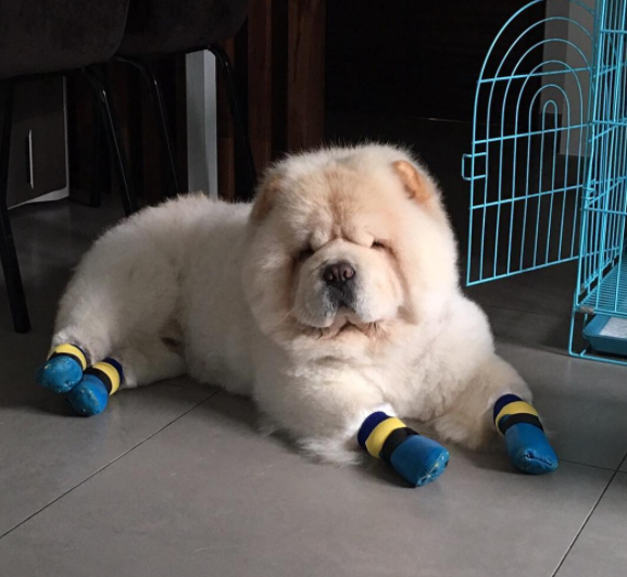 Csak 10 fantasztikus kép kutyákról Csak 10 fantasztikus kép kutyákról