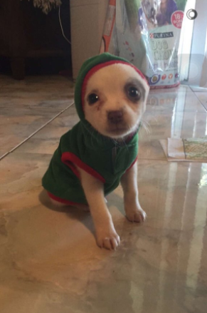 Csak 10 fantasztikus kép kutyákról Csak 10 fantasztikus kép kutyákról