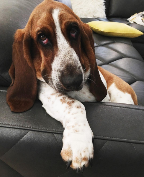 Csak 10 fantasztikus kép kutyákról Csak 10 fantasztikus kép kutyákról