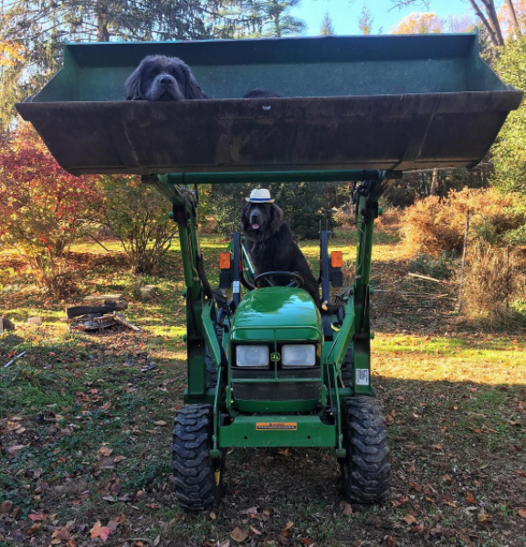 Csak 10 fantasztikus kép kutyákról Csak 10 fantasztikus kép kutyákról