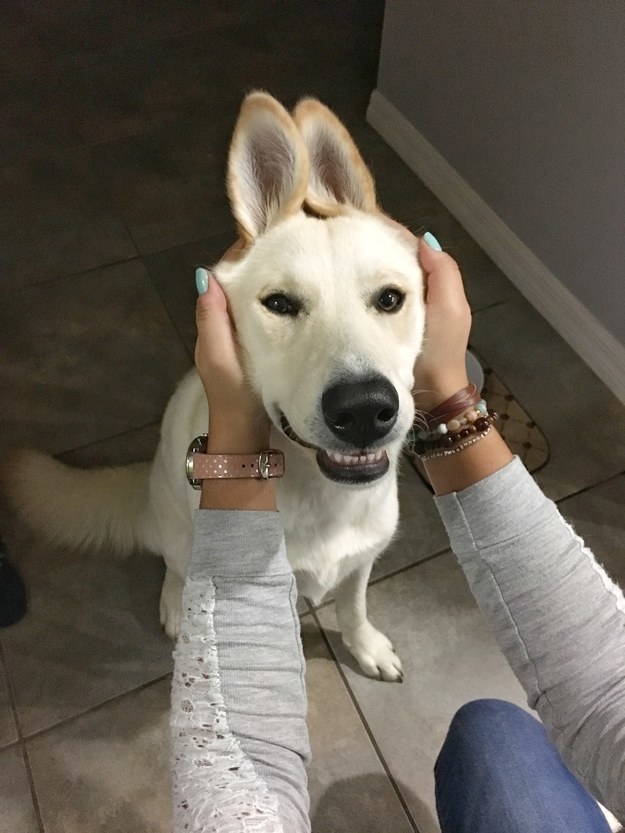 Csak 10 fantasztikus kép kutyákról Csak 10 fantasztikus kép kutyákról