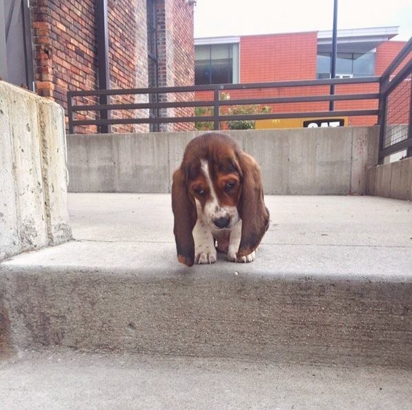 Csak 10 fantasztikus kép kutyákról Csak 10 fantasztikus kép kutyákról