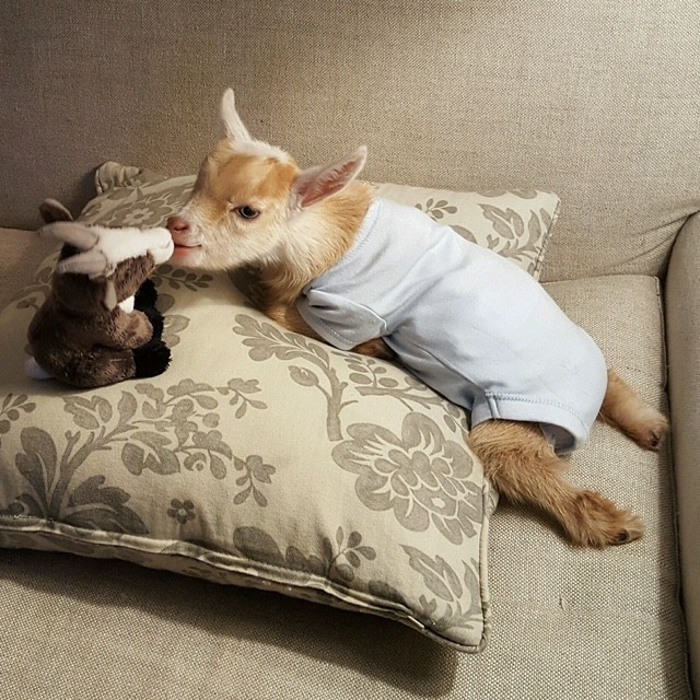 Gazdára talált a hátsó lábak nélkül született kecskebébi - tündéri fotók Gazdára talált a hátsó lábak nélkül született kecskebébi - tündéri fotók