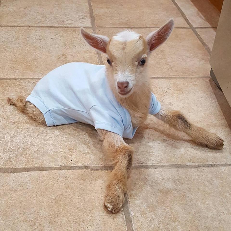Gazdára talált a hátsó lábak nélkül született kecskebébi - tündéri fotók